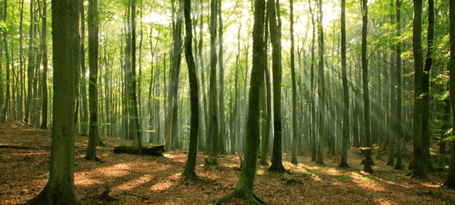 woodland.png