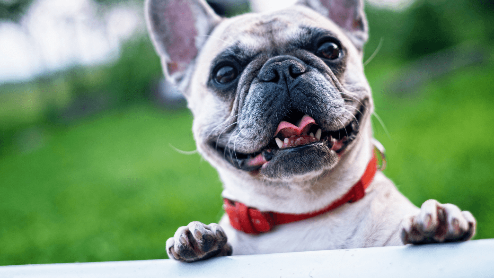 Victory For NY Pet Owners
