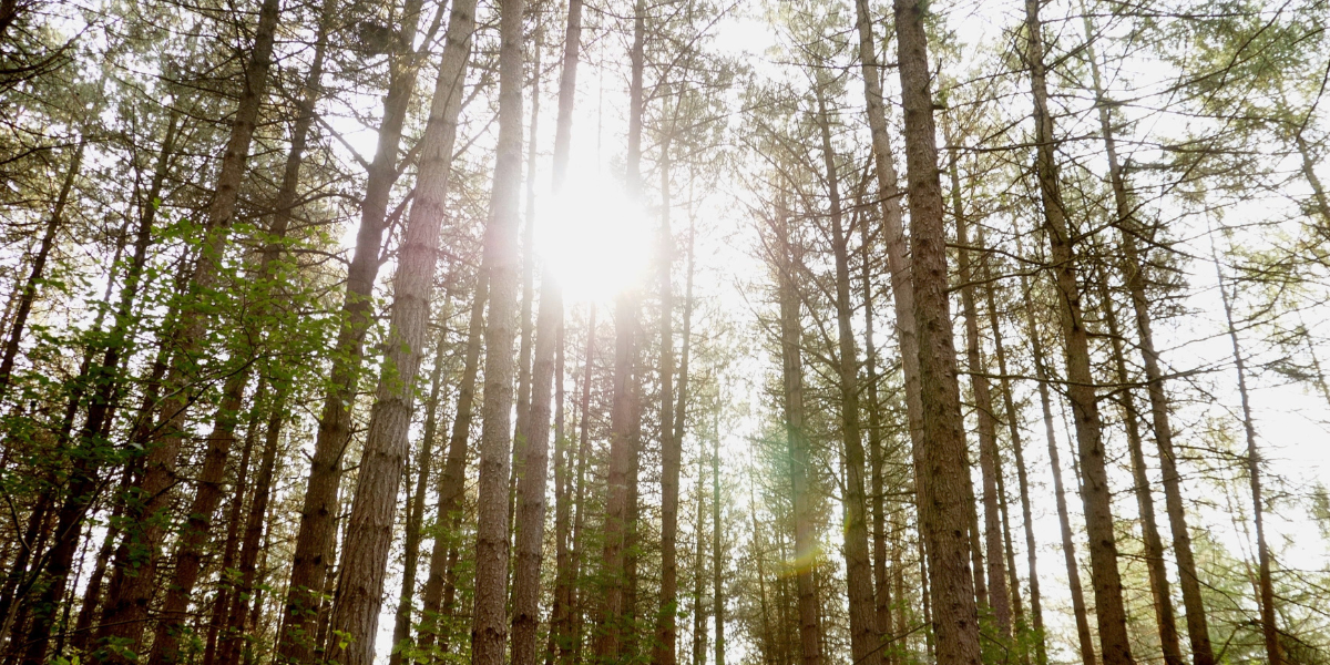 The Woodland Burial Company